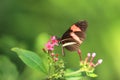 Red postman butterfly Royalty Free Stock Photo