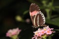 Red postman butterfly. Royalty Free Stock Photo