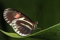 Red postman butterfly. Royalty Free Stock Photo