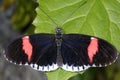 Red postman, heliconius erato Royalty Free Stock Photo