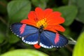 Red postman, heliconius erato Royalty Free Stock Photo