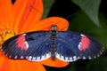 Red postman, heliconius erato Royalty Free Stock Photo