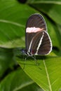 Red postman, heliconius erato Royalty Free Stock Photo