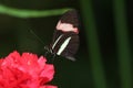Red Postman - (Heliconius erato) Royalty Free Stock Photo