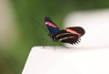 Red Postman - (Heliconius erato) Royalty Free Stock Photo