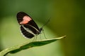 Red Postman - Heliconius erato, beautiful colorful butterfly Royalty Free Stock Photo