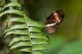 Red Postman Heliconius Erato Butterfly Leaf Royalty Free Stock Photo
