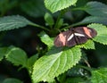 Red Postman Heliconius Erato Butterfly Leaves Royalty Free Stock Photo