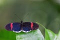 Red postman Heliconius erato butterfly Royalty Free Stock Photo