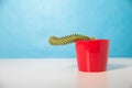 Red pot with cactus on a blue background. The concept of male problems in the genital area and urology. Weak erection and libido,