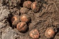 Red potato plant with tubers digging up from the ground Royalty Free Stock Photo