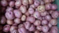 Red potato, Solanum tuberosum