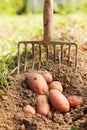 Red potatoes and digging fork Royalty Free Stock Photo