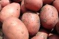 red potatoes in the peel close-up. A background of potato food. Growing potato vegetables what to cook from potatoes favorite Royalty Free Stock Photo