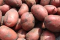 red potatoes in the peel close-up. A background of potato food. Growing potato vegetables what to cook from potatoes favorite Royalty Free Stock Photo