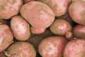 Red potatos Royalty Free Stock Photo