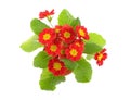 Red potted primrose Royalty Free Stock Photo