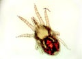 The red poultry mite - Dermanyssus gallinae