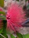 Red powder puff Calliandra haematocephala is a flowering plant also known as the powder-puff or fairy duster.