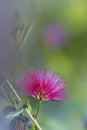 Red powder puff flower Royalty Free Stock Photo