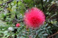 Red powder puff flower from Botanical garden Puerto de la Cruz Tenerife Spain Royalty Free Stock Photo