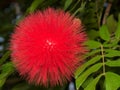 Red Powder Puff flower Calliandra haematocephala Royalty Free Stock Photo