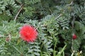 Red powder puff flower Calliandra haematocephala Royalty Free Stock Photo