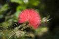 Red Powder Puff flower Royalty Free Stock Photo
