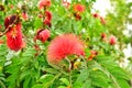 Red powder puff flower