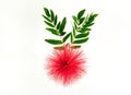 Red powder puff flower on white background Royalty Free Stock Photo