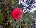 RED POWDER PUFF TREE FLOWER WITH ITS LEAVES Royalty Free Stock Photo