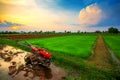 Red power tiller in rice field Royalty Free Stock Photo