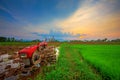 Red power tiller in rice field