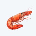 Fresh Seafood Red Prawn Vector Illustration