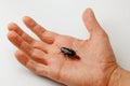 Red pregnant cockroach with an egg on a human hand. Macro photo close-up