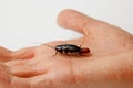 Red pregnant cockroach with an egg on a human hand. Macro photo close-up