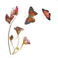 Red pressed Lathyrus and Tropaeolum flowers and butterflies. Royalty Free Stock Photo