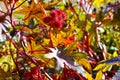 Red and prickly fruits of a Castor oil plant Ricinus communis in the midst of colorful autumn leaves Royalty Free Stock Photo