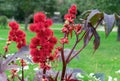 Red prickly fruits of the castor oil plant or Ricinus communis from which medical castor oil is produced Royalty Free Stock Photo