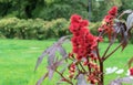 Red prickly fruits of the castor oil plant or Ricinus communis from which medical castor oil is produced Royalty Free Stock Photo