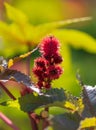 Red prickly fruits on the plant Royalty Free Stock Photo