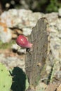 Red Prickly Pear Cactus Fruit Royalty Free Stock Photo