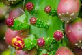 Red Prickly Pear Cactus Fruit in a tropical botanic garden. Royalty Free Stock Photo