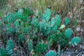 Red prickly pear cactus fruits on green plants in the Karadag mountains, Crimea Royalty Free Stock Photo