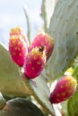 Red Prickly Pear, fichi d`india, Opuntia ficus-indica Royalty Free Stock Photo