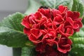 Red primrose Royalty Free Stock Photo