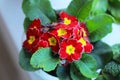 Red primrose blooms beautifully