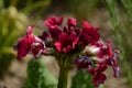 red primrose blooms in the garden