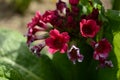 red primrose blooms in the garden