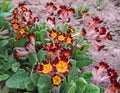 Red primrose blooms in the spring garden